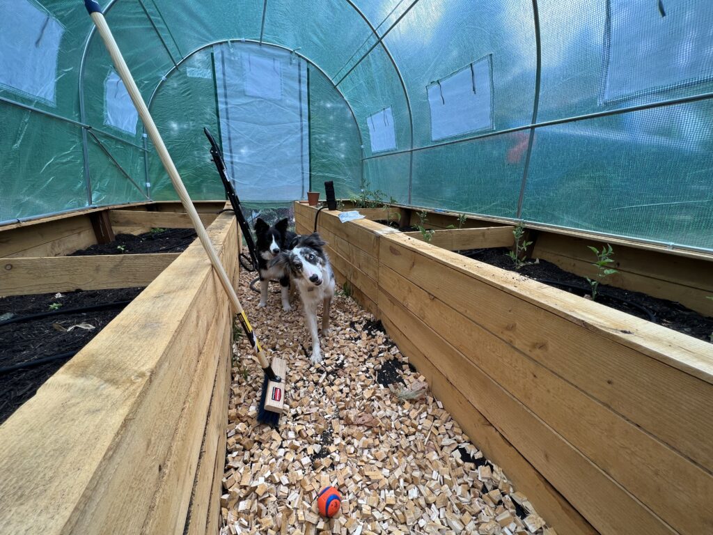 Two border collies wait for someone to throw a ball for them. They're in the middle of a greenhouse row. 