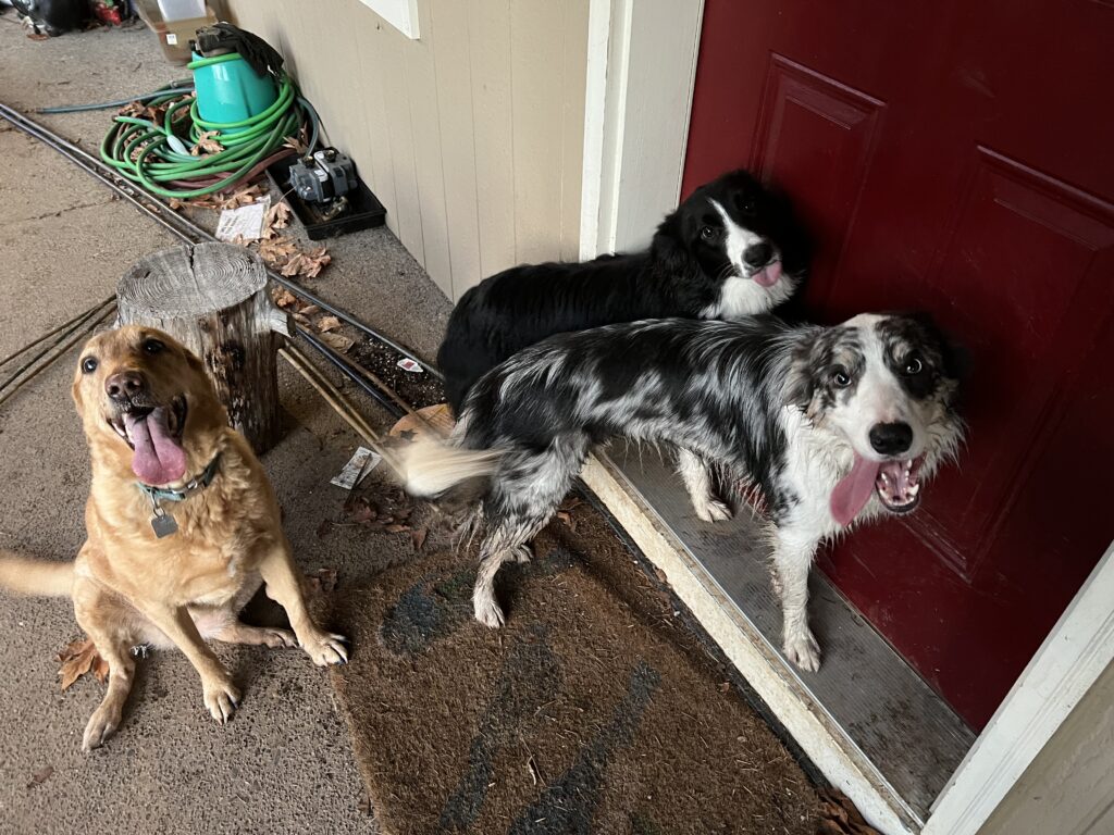 River, a yellow Labrador, Ghost, a trim-colored blue merle Border Collie and Skye, a black and white Border Collie. They love their play time, regardless of the time of day. 