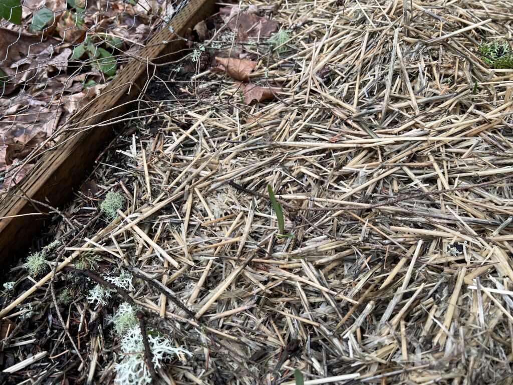 Garlic poking through straw mulch in the garden